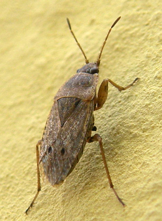 Lygaeidae: Emlethis sp. dell''Emilia (RE)